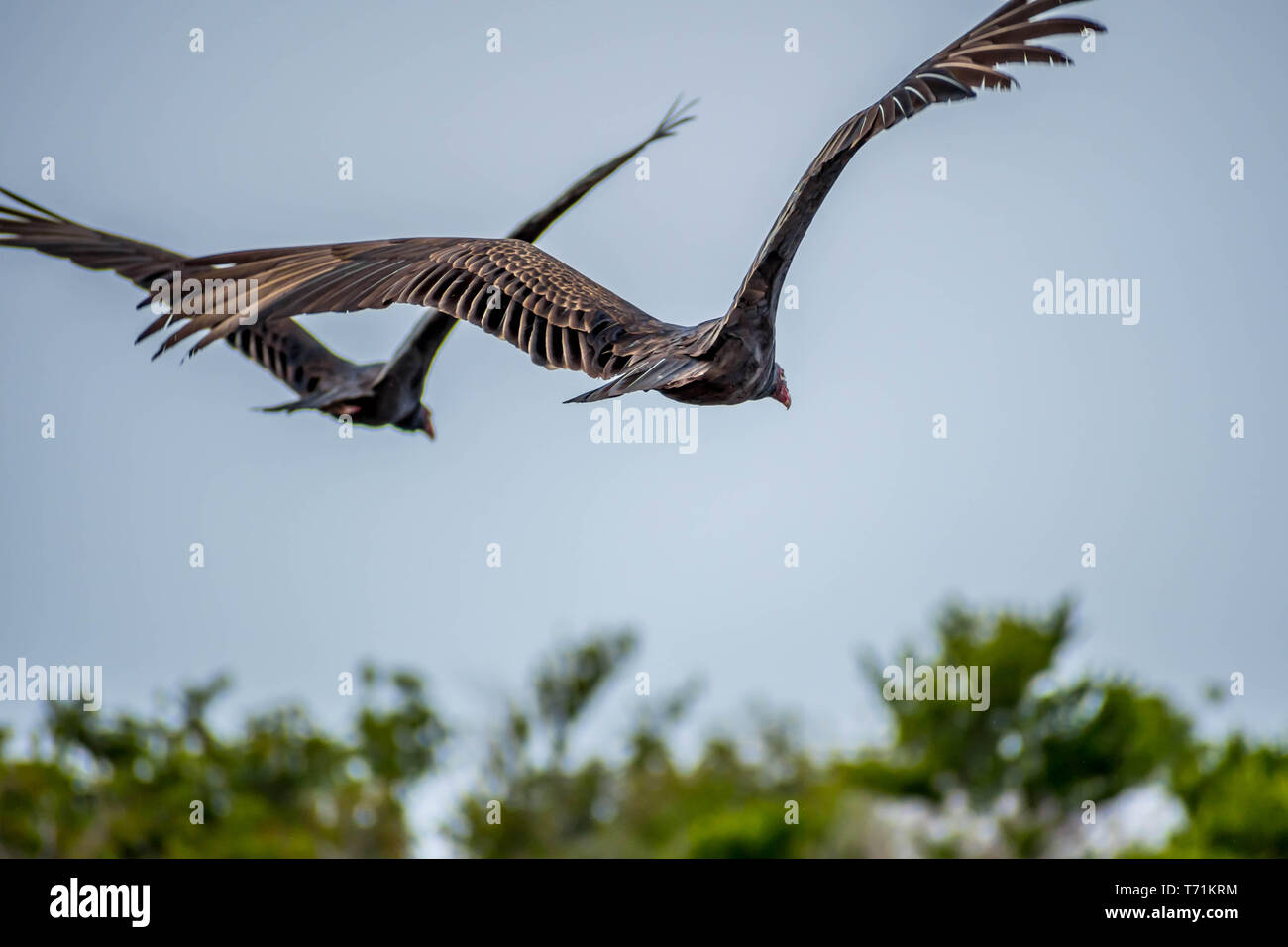 Grosser Truthahngeier Stockfotos Und Bilder Kaufen Alamy