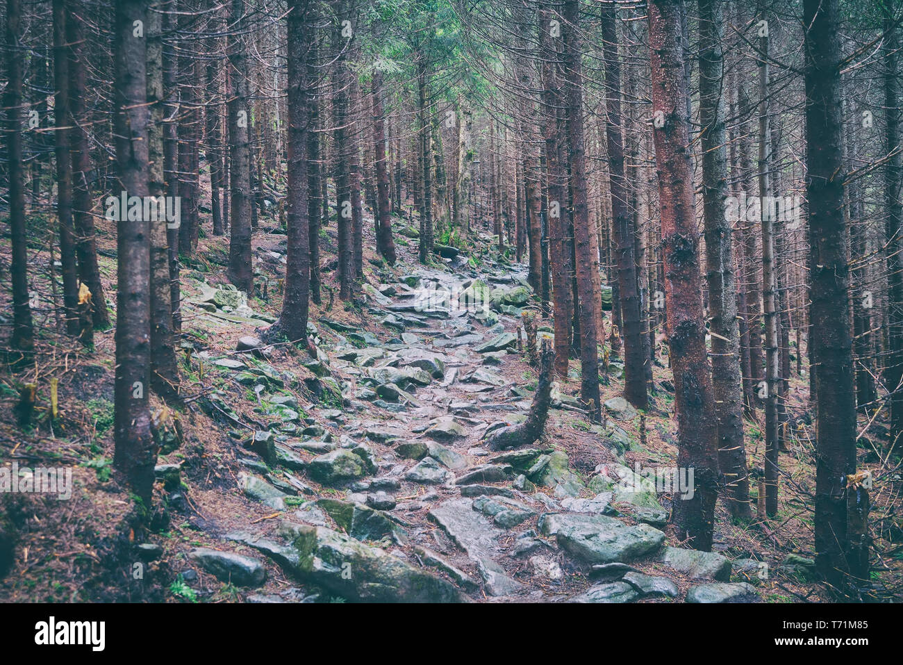 Weg im Wald Stockfoto