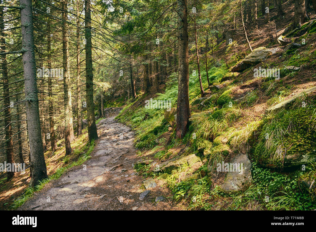 Weg im Wald Stockfoto