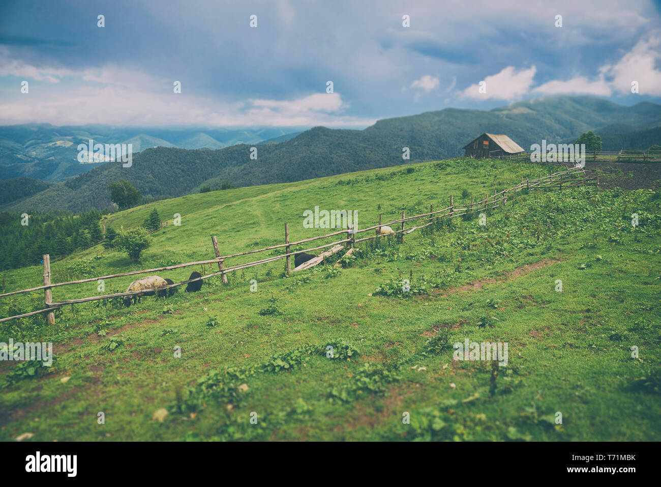 Schöne Berglandschaft mit Wald Stockfoto