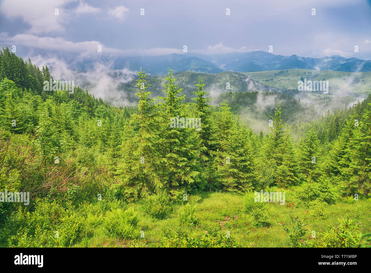 Schöne Berglandschaft mit Wald Stockfoto