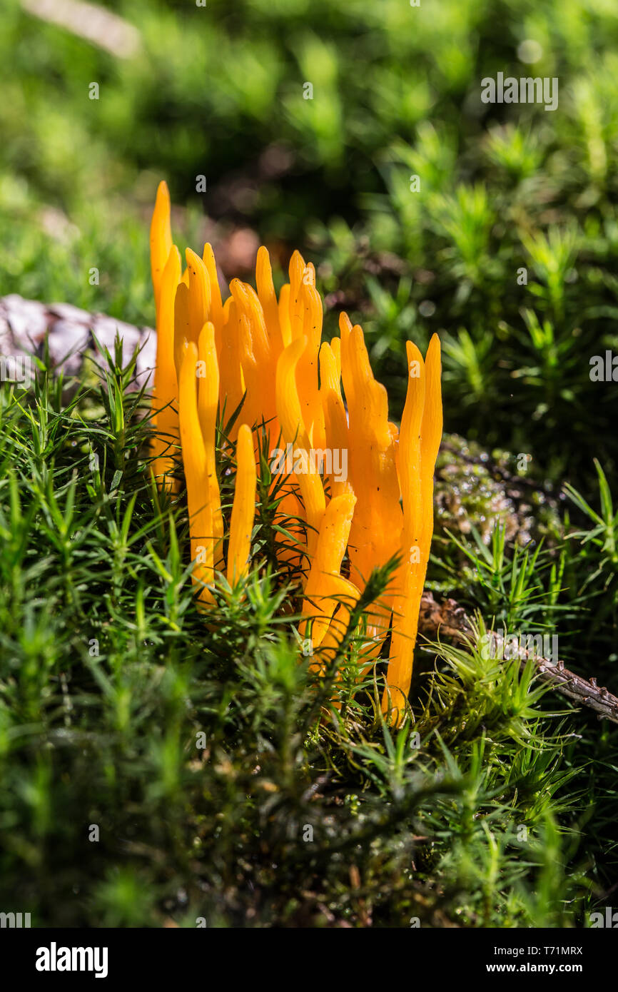 Orange Pilz im Moos Stockfoto