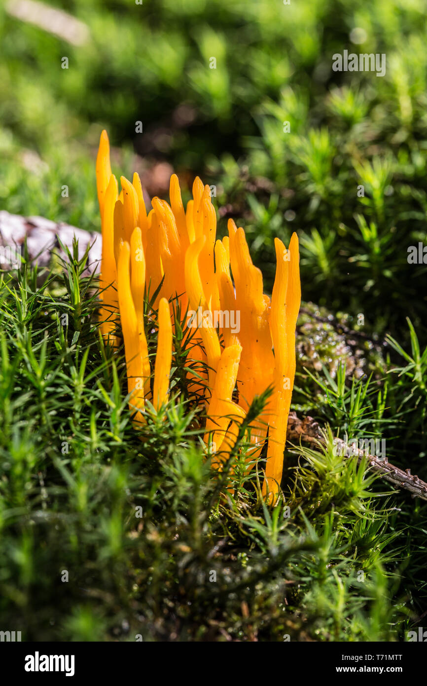 Orange Pilz im Moos Stockfoto