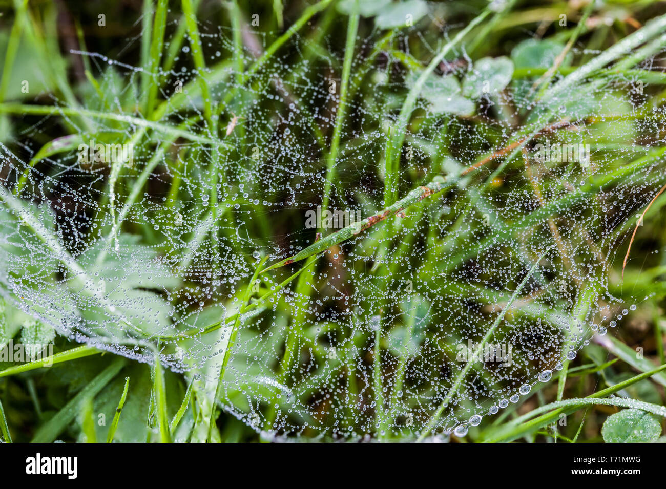Mit Morgentau im Herbst Cobweb Stockfoto