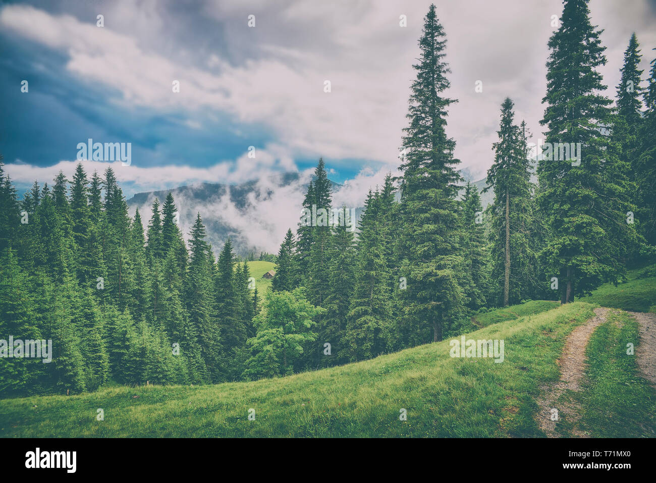 Schöne Berglandschaft mit Wald Stockfoto
