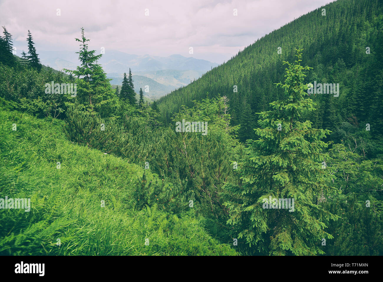 Schöne Berglandschaft mit Wald Stockfoto