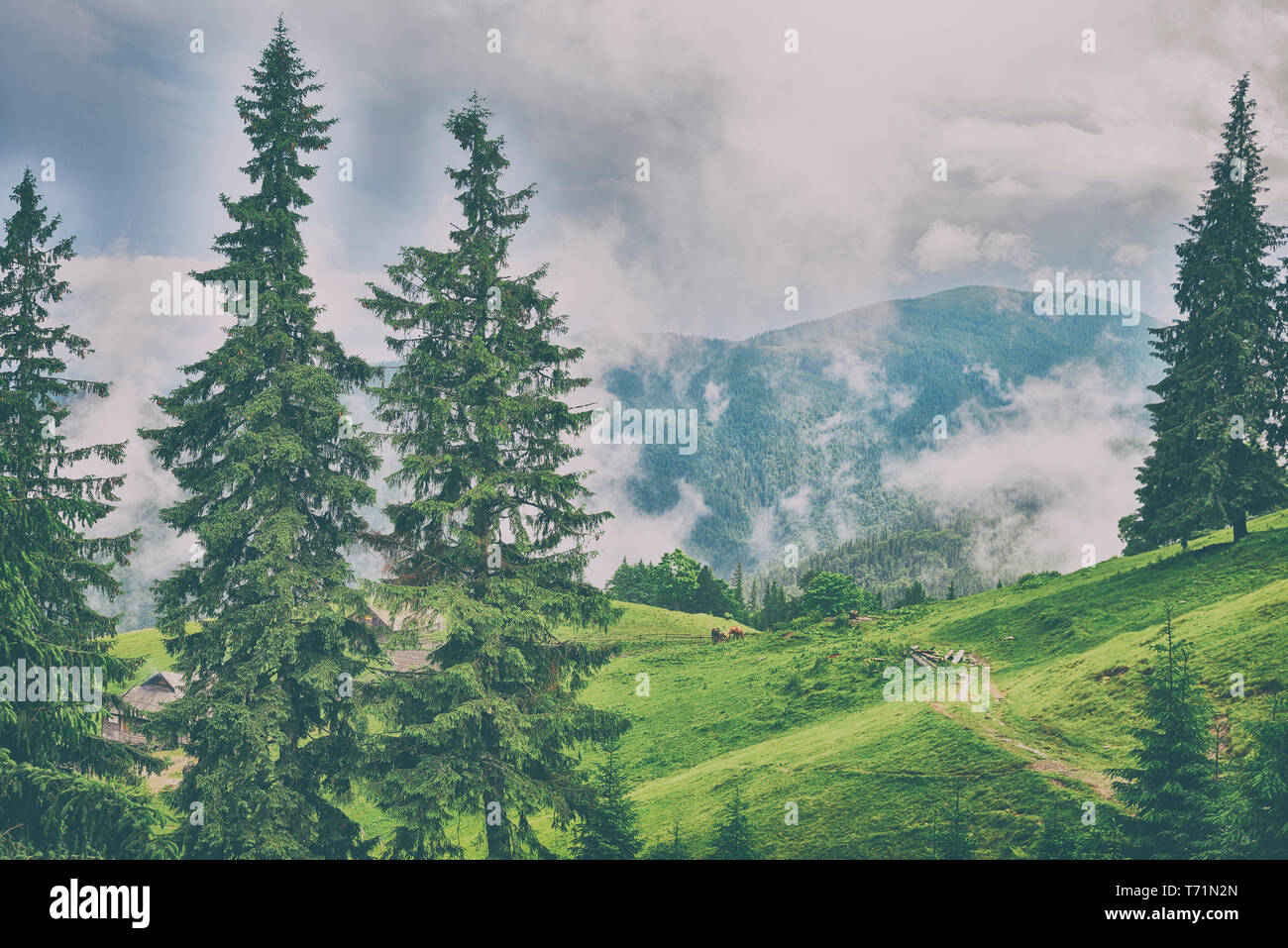 Schöne Berglandschaft mit Wald Stockfoto