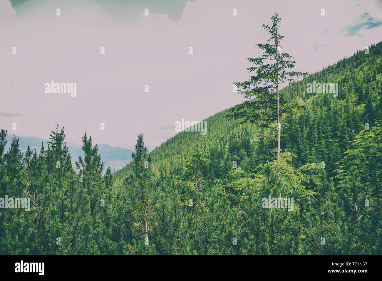 Schöne Berglandschaft mit Wald Stockfoto