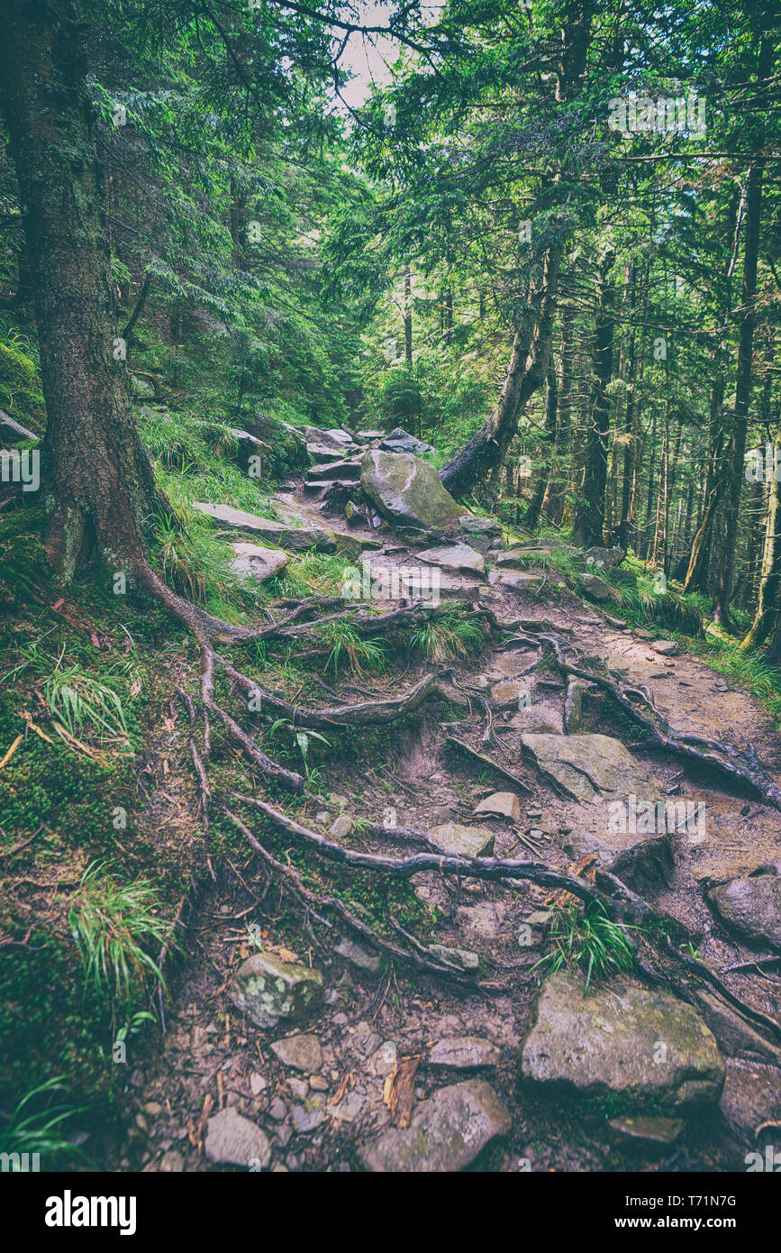 Weg im Wald Stockfoto