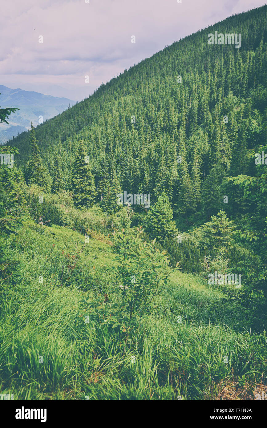 Schöne Berglandschaft mit Wald Stockfoto
