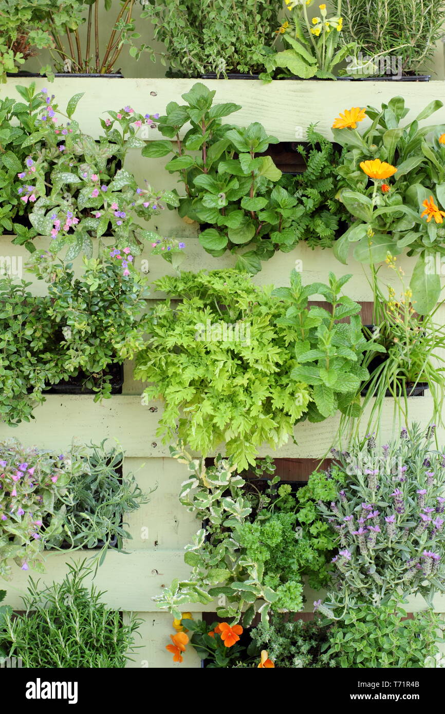 Kleiner Garten Idee. Vertikale Garten von upcycled Holzpalette gestellt und bepflanzt mit Kräutern und Duftpflanzen, Großbritannien Stockfoto