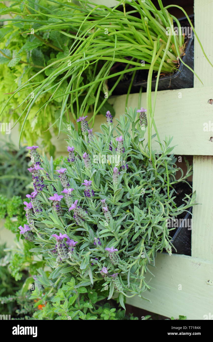 Kleiner Garten Idee. Vertikale Garten von upcycled Holzpalette gestellt und bepflanzt mit Kräutern und Duftpflanzen, Großbritannien Stockfoto