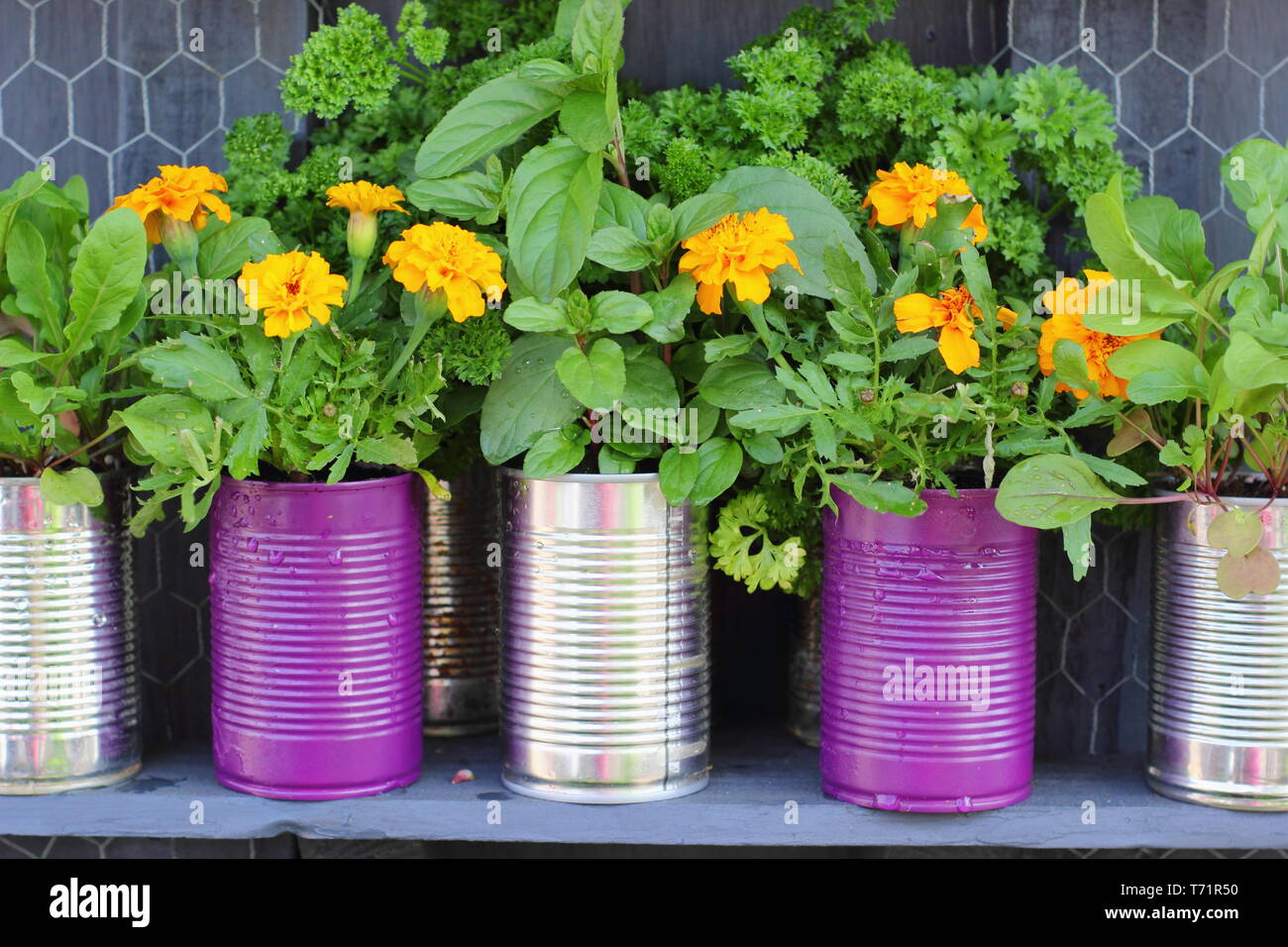 Kleiner Garten Idee. Upcycled Blechdosen in Pflanzmaschinen mit Kräutern und Ringelblumen, Großbritannien Stockfoto
