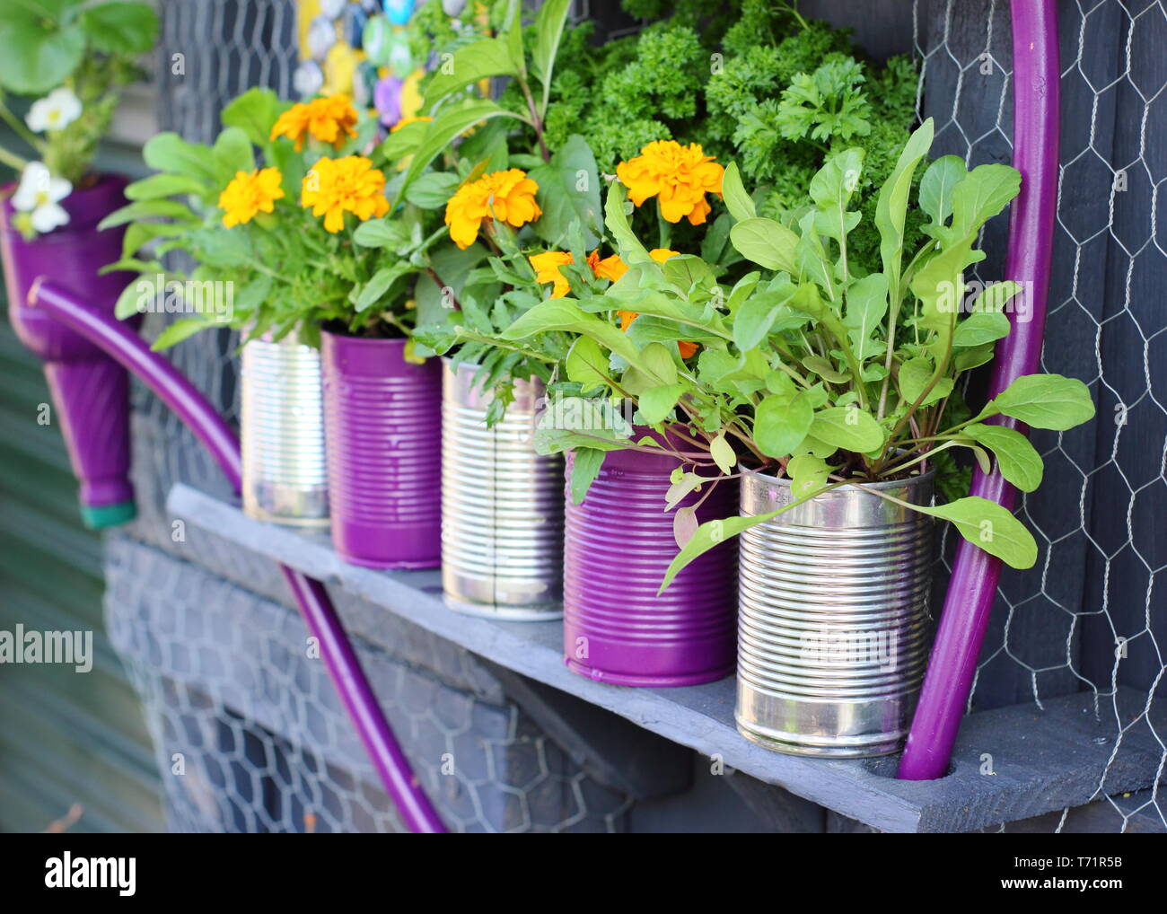 Kleiner Garten Idee. Upcycled Blechdosen in Pflanzmaschinen mit Kräutern und Ringelblumen, Großbritannien Stockfoto