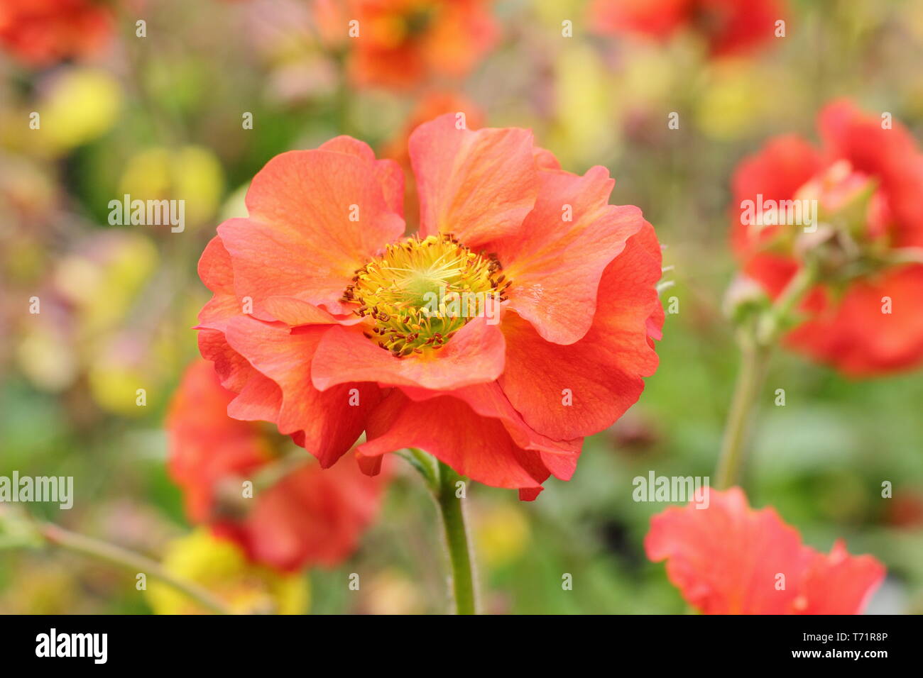 Geum's Scarlet Sturm". Lebendige, halbgefüllte Blüten von Geum Scarlet Sturm in der Mitte der Feder-UK Stockfoto