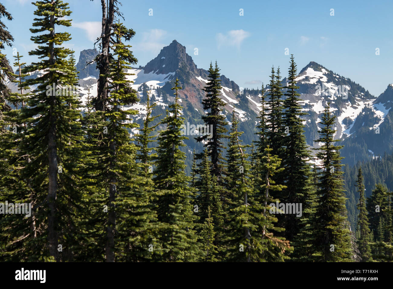 Immergrüne Bäume wachsen große auf Mt Rainier im Staat Washington. Stockfoto