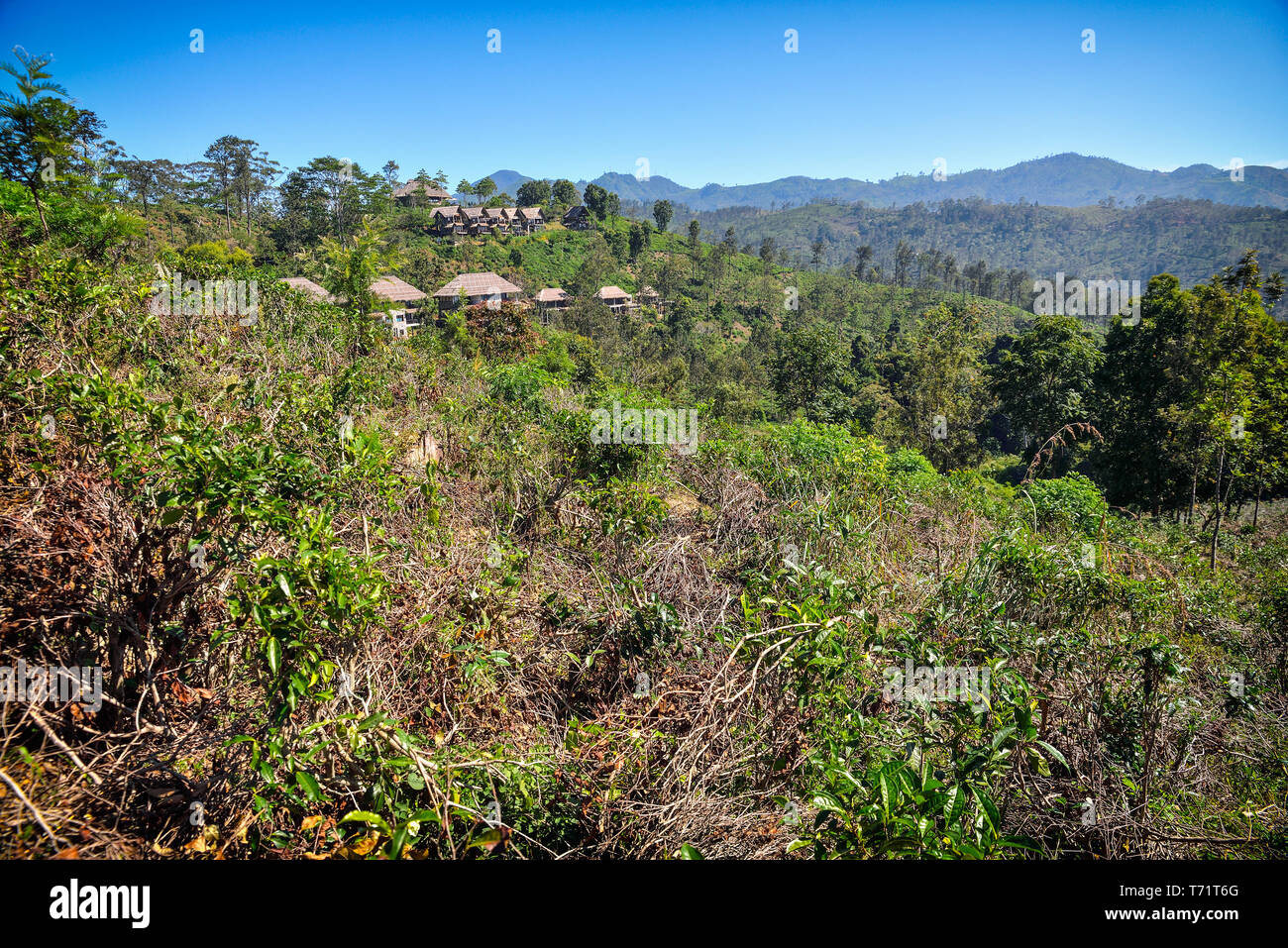 Blick auf den Tee in den Bergen Stockfoto