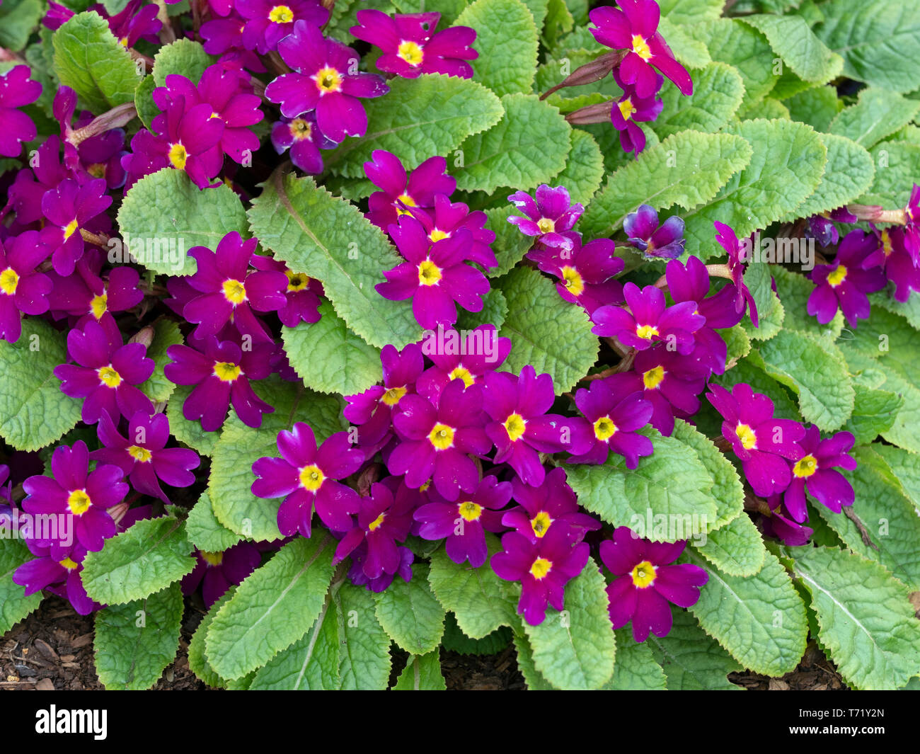 Primula 'Wanda' in spring flower Grenze Stockfoto