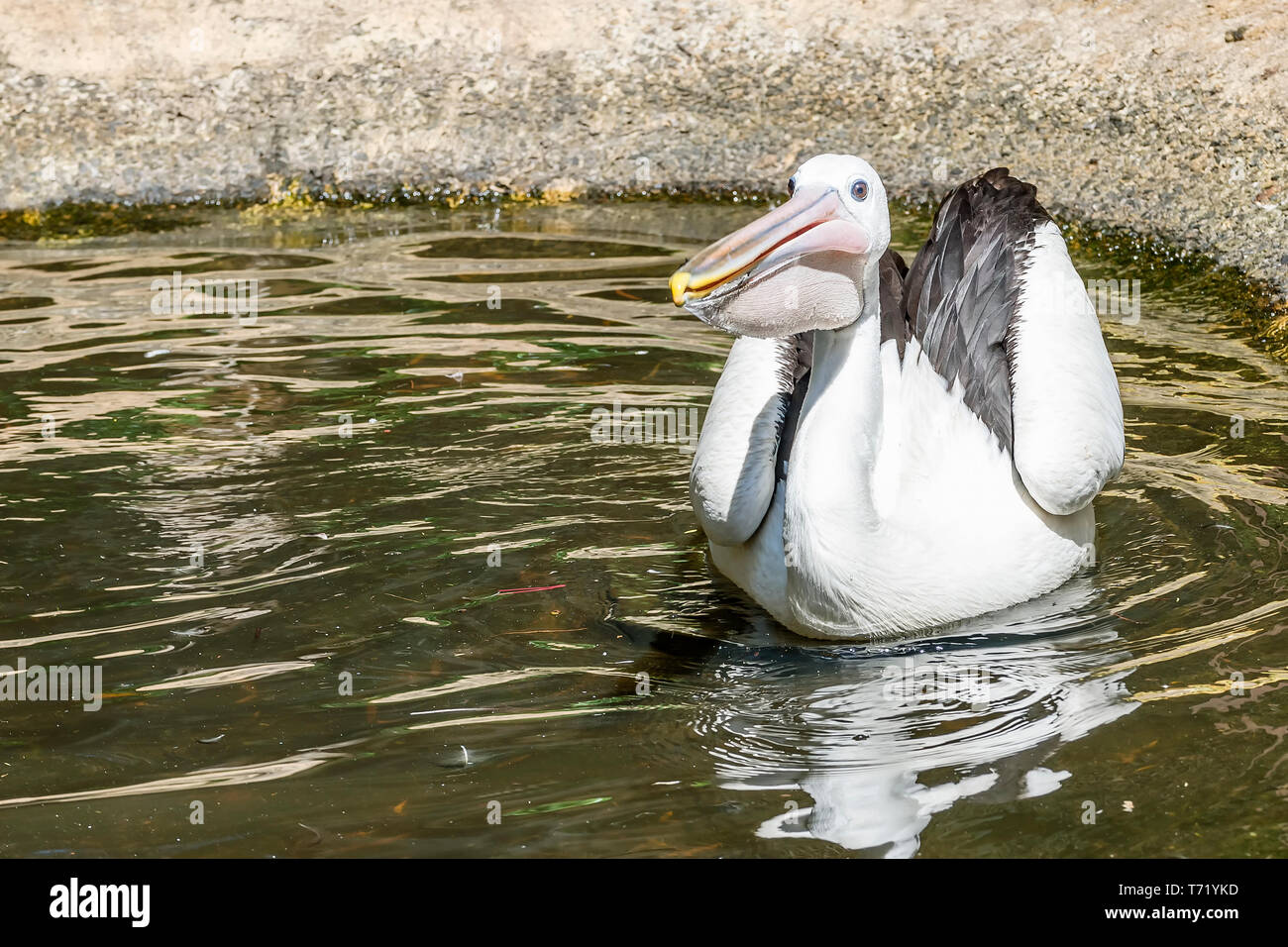 Lustig aussehende Pelican schwimmt in einem Teich auf einem schönen, sonnigen Tag, Western Australia Stockfoto
