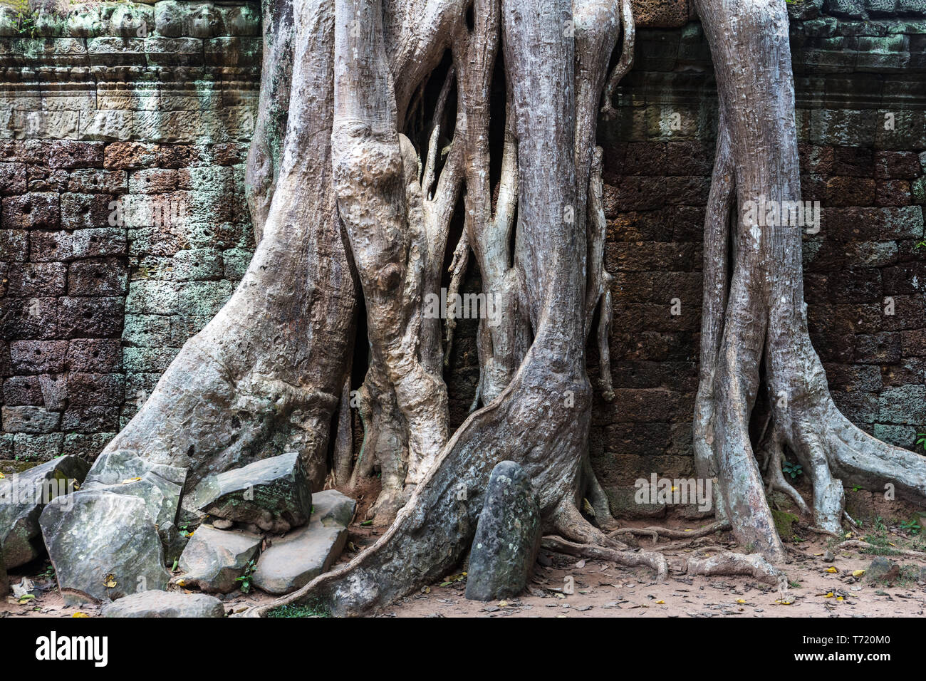 Tempel Ruinen von Ta Prohm Stockfoto