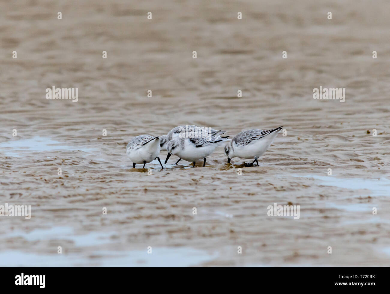 Sanderlings winter Gefieder allein Gruppe Stockfoto