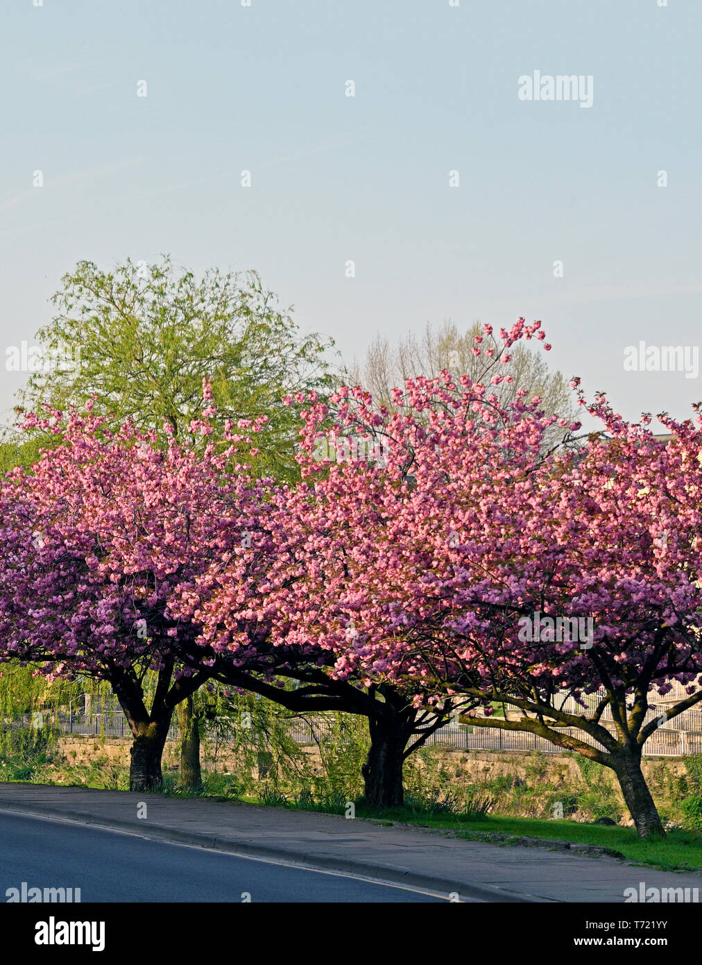 Rosa blühende Kirschbäume (Prunus 'Kanzan') in voller Blüte im Frühjahr. Aynam Road, Kendal, Cumbria, England, Vereinigtes Königreich, Europa. Stockfoto