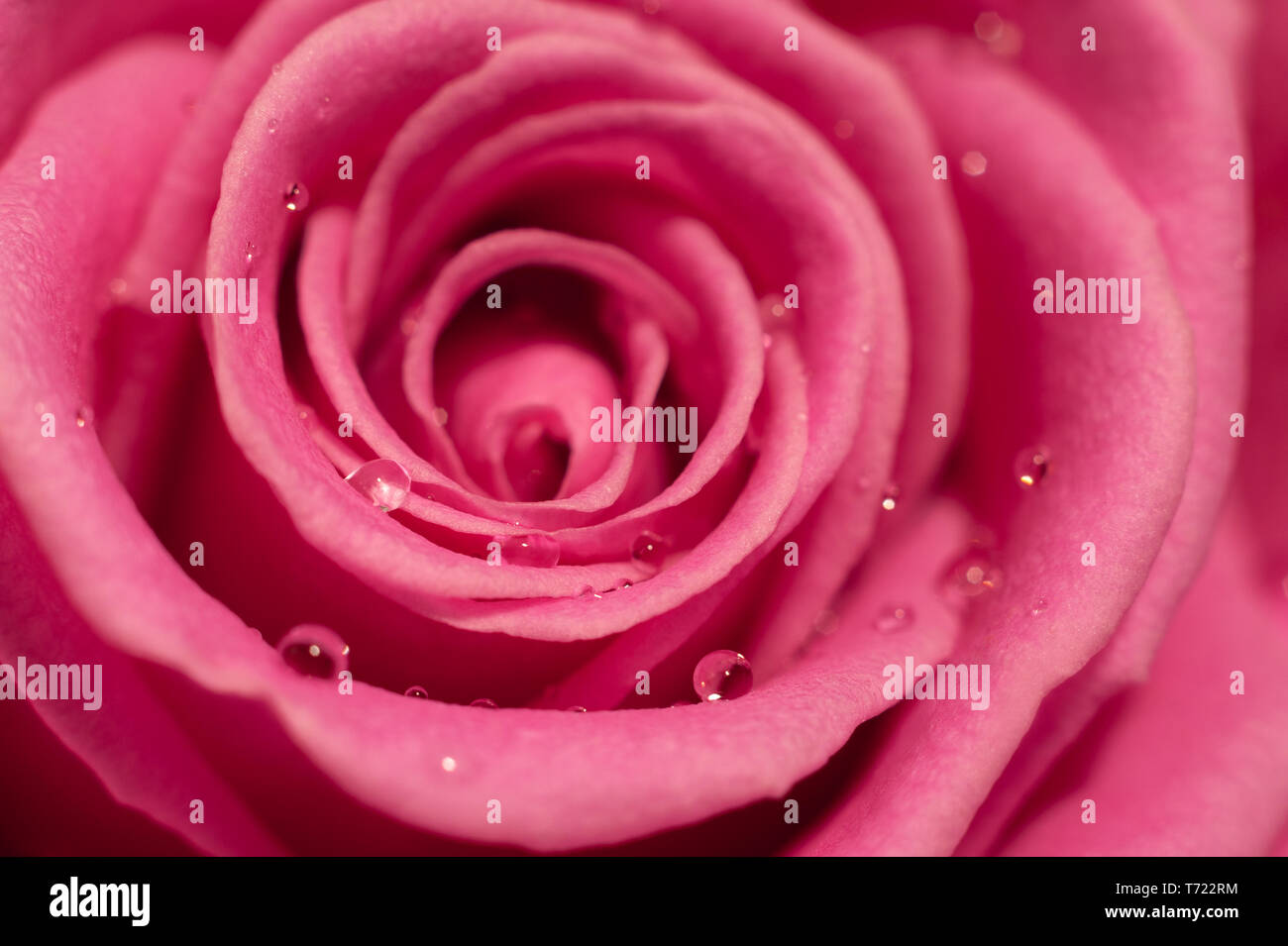 Zartes Rosa Rose mit Wassertropfen Nahaufnahme. Makro Bild mit kleinen Tiefenschärfe. Stockfoto