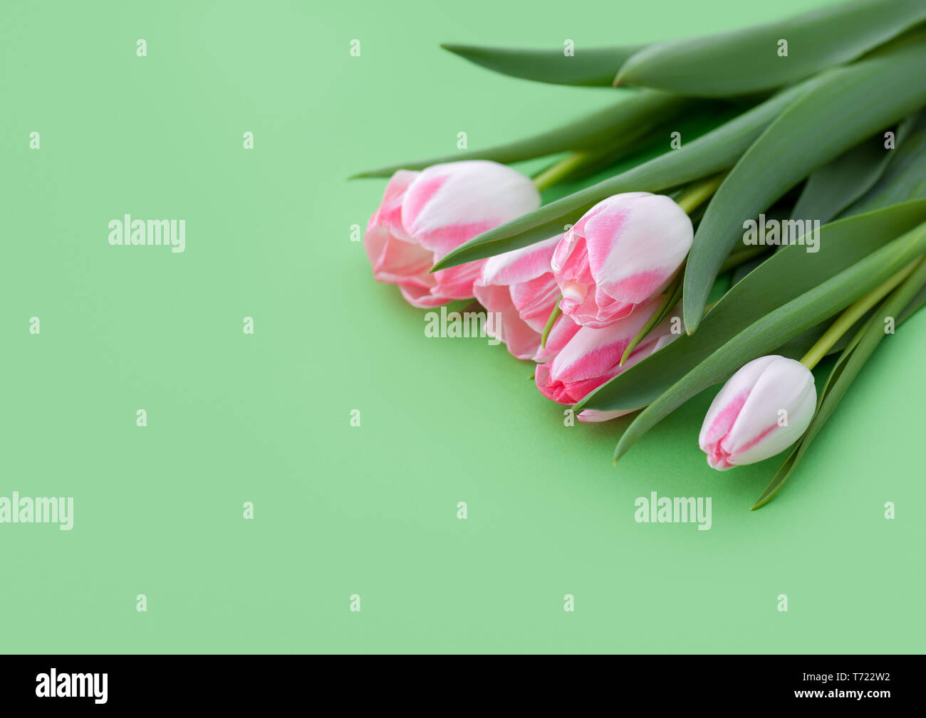 Blumenstrauß aus rosa Tulpen auf grünem Hintergrund. Viwid und frischen Frühling Hintergrund mit Copyspace für Ihr Design. Makro Bild mit kleinen Tiefenschärfe. Stockfoto