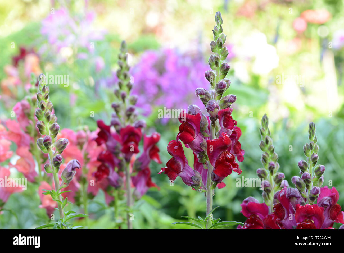 Blumen 378 Stockfoto