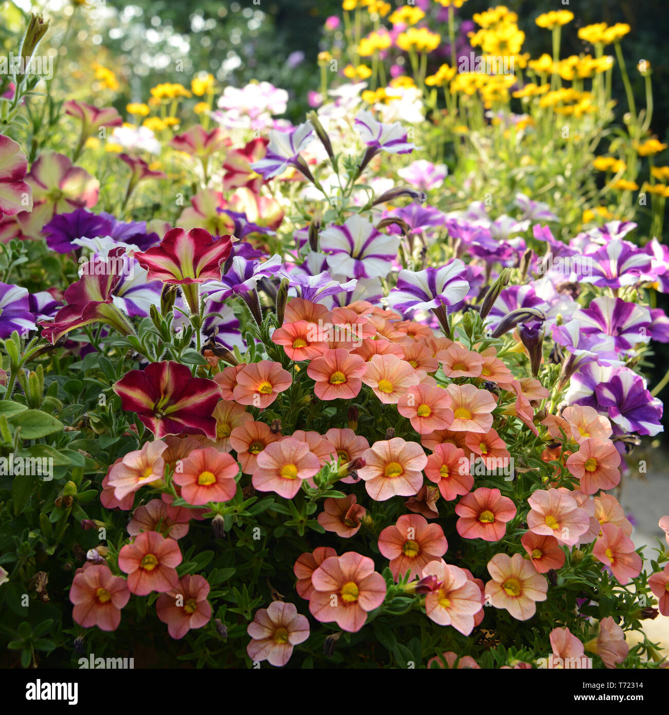 Blumen 459 Stockfoto
