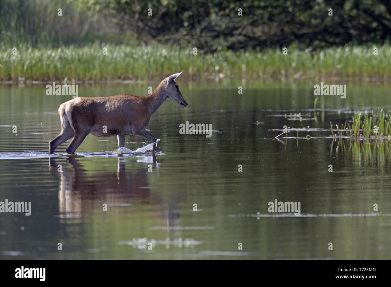Teich hirsch Fotos und Bildmaterial in hoher Auflösung Alamy