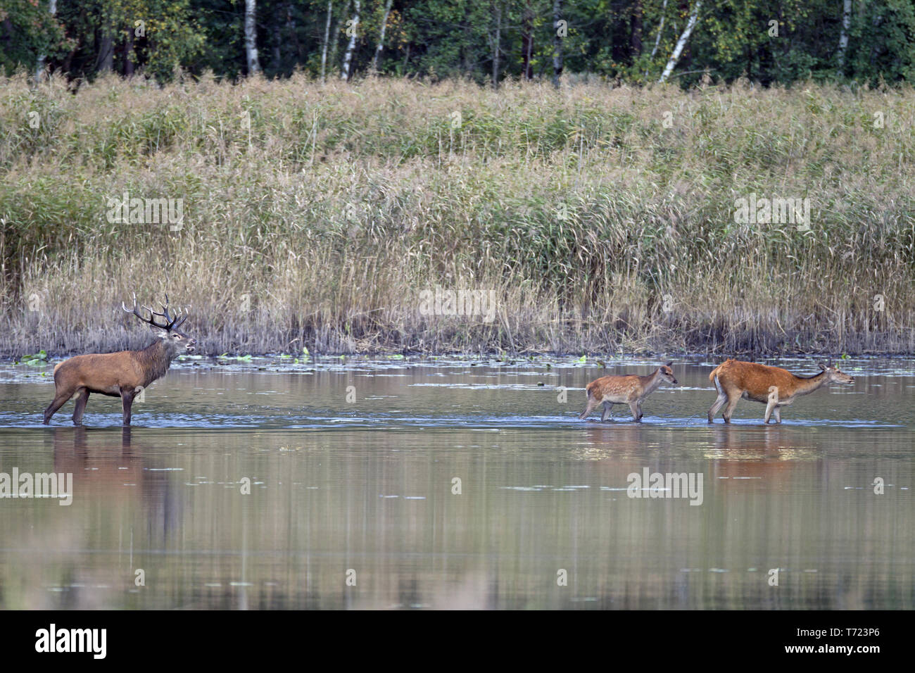 Rotwild männlich, weiblich und Kalb in einem Teich Stockfoto