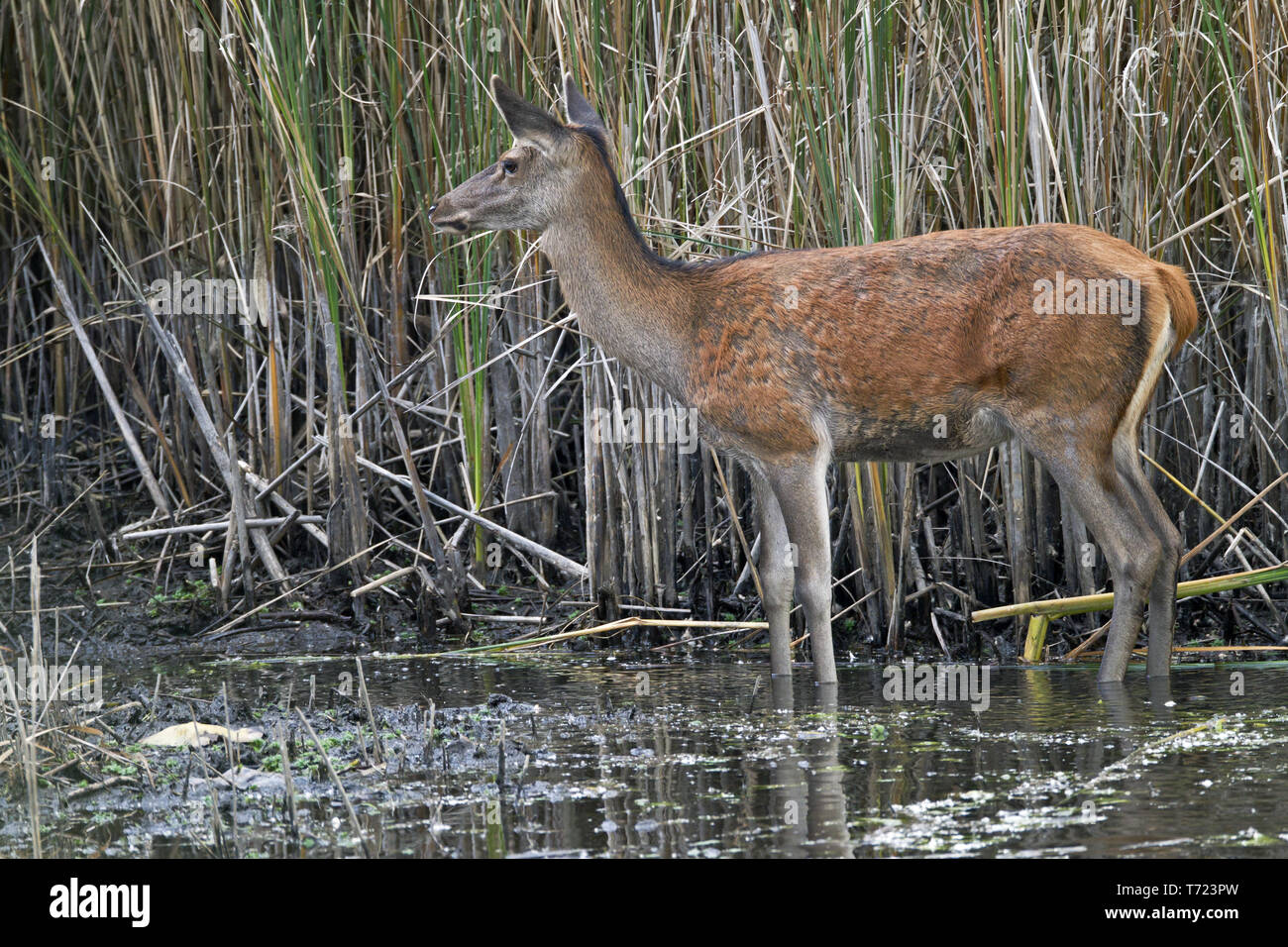 56+ Jäger Hirsch Teich, Darin ist zu sehen, wie ein jäger einen