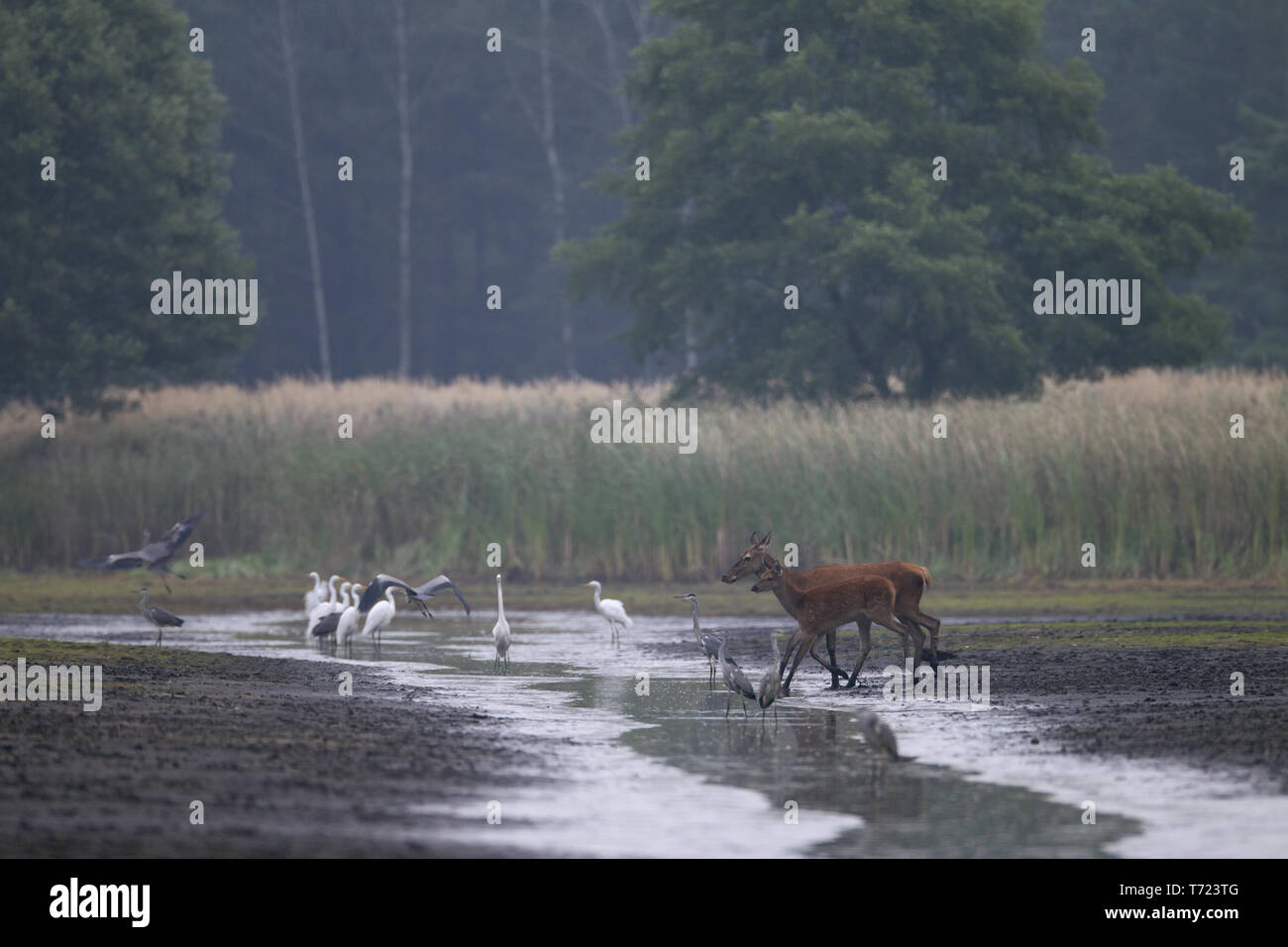 Red Deer hind und Kalb Kreuz ein Fluss Stockfoto