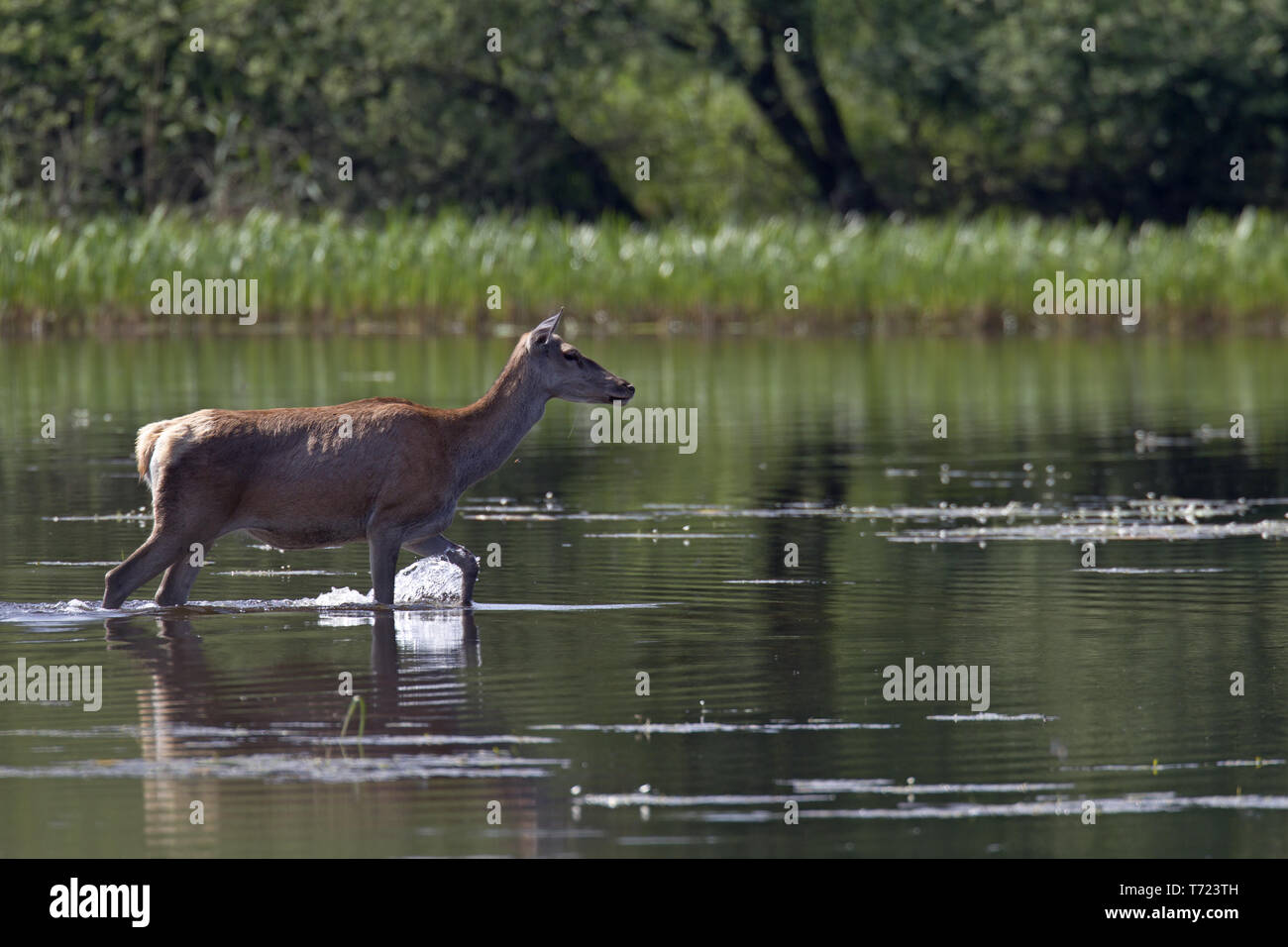 Red Deer Hind in einem Teich Stockfoto