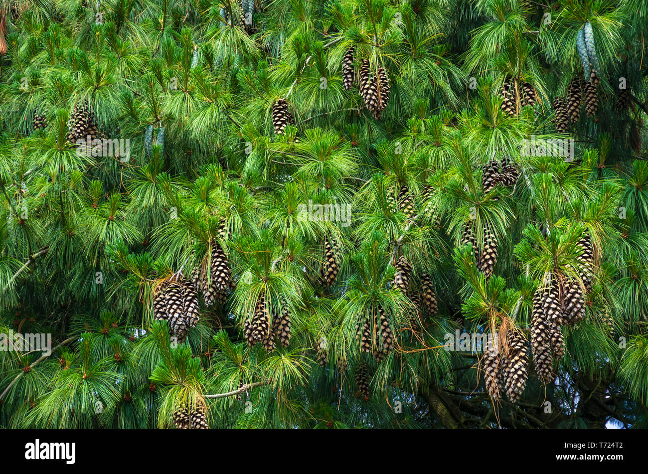 Zweige der Weymouth Kiefer Pinus strobus, voller reifer Zapfen. Stockfoto Zweige der Weymouth Kiefer Pinus strobus, voller reifer Zapfen. Stockfoto