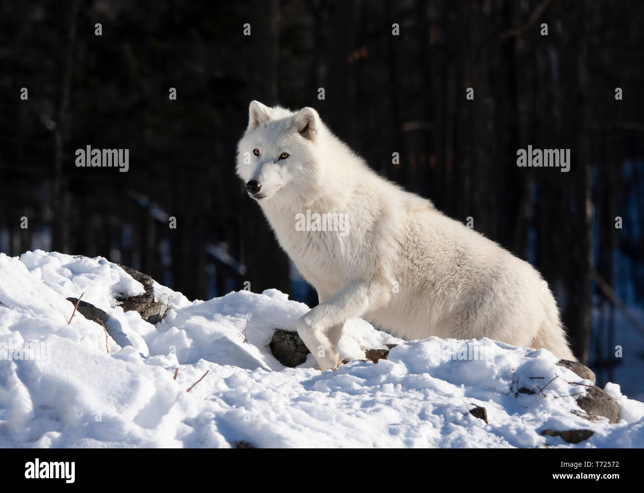 Ein einsamer Arctic Wolf zu Fuß durch den Schnee im Winter in Kanada Stockfoto
