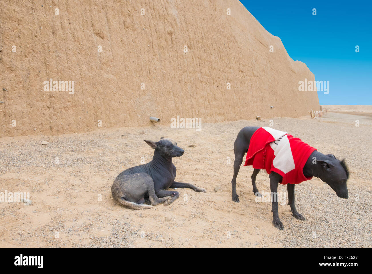 Nackte Hunde von Peru Stockfoto