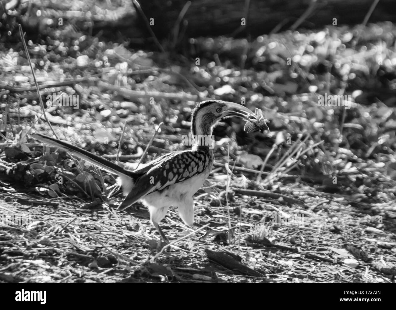 Eine südliche Red-billed Hornbill mit ein Insekt, dass es gefangen hat. Stockfoto