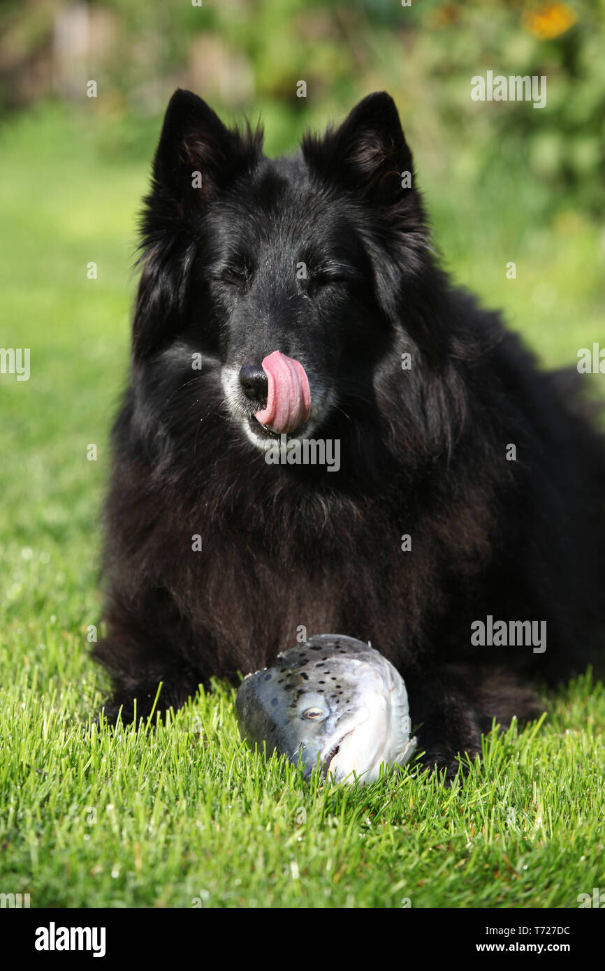 Schwarz hungrigen Hund das Essen von frischem Lachs Kopf auf dem Gras  Stockfotografie - Alamy