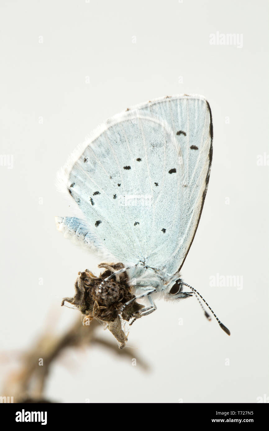 Ein Holly Blue Butterfly, Celastrina argiolus, gefunden auf brambles in der Nähe von Ivy und Mischwälder. In einem Studio auf einem toten Dornbusch stammzellen fotografiert werden. Stockfoto