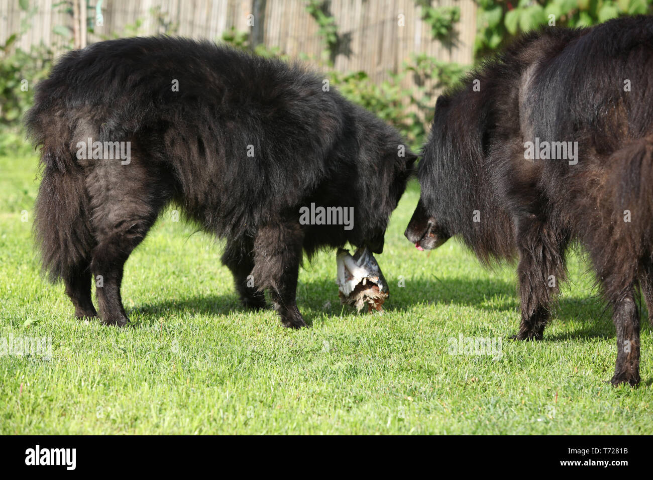 Zwei hungrige Hunde in frischen Fisch interessiert Stockfoto