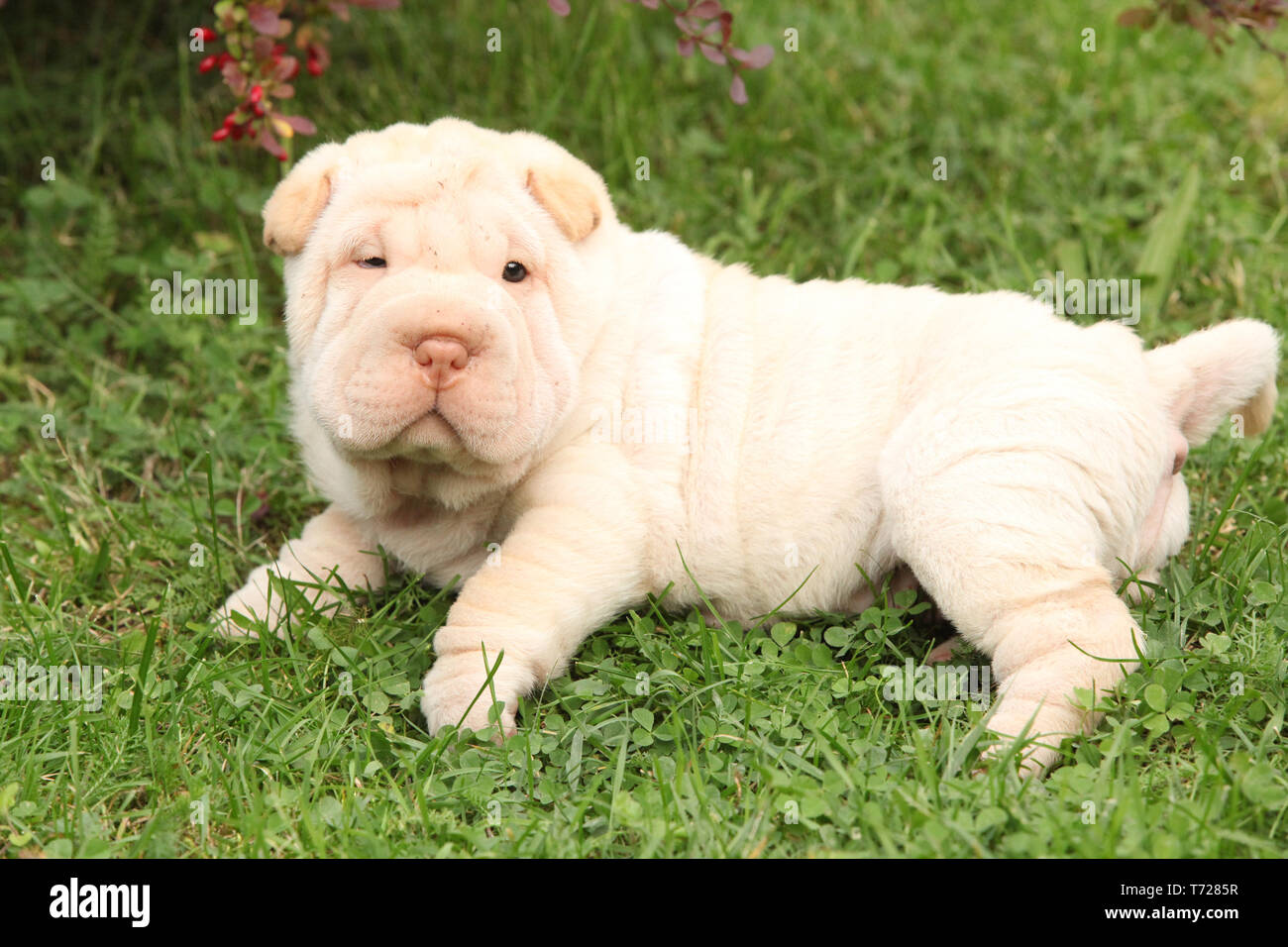 Adorable Shar Pei Welpen bei Ihnen im Garten Stockfoto