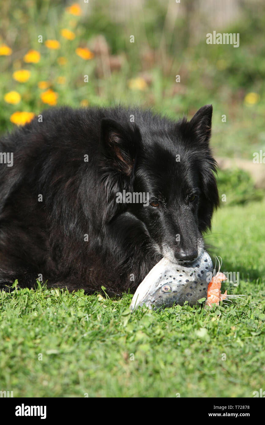 Schöne Hündin essen Teil von frischem Lachs Stockfoto