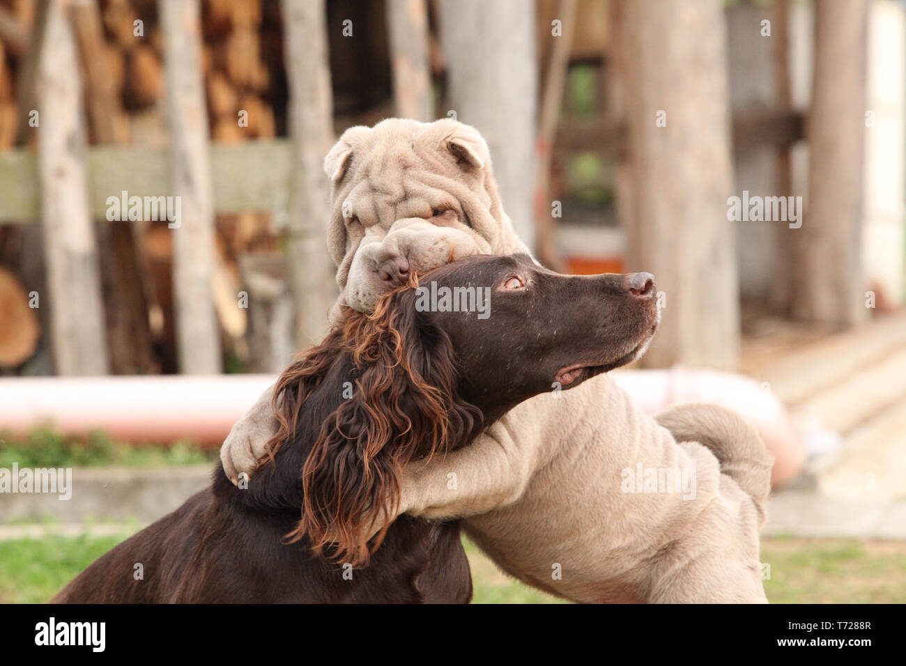 Deutsche Wachtel Hund mit SHARPEI vor einem Zaun Stockfoto