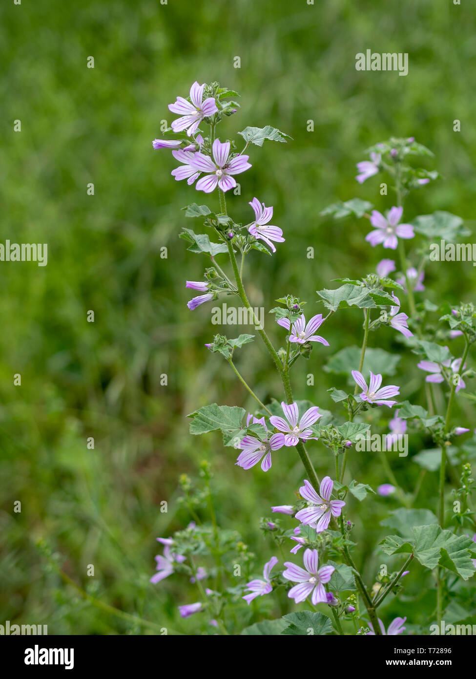 Comon malve Pflanze, Blume, Malva silvestris. Heilpflanze. Stockfoto