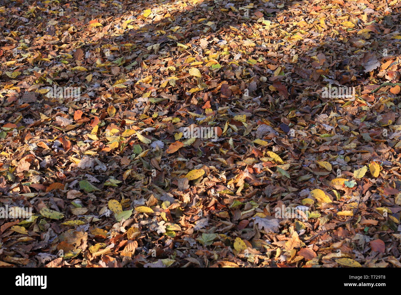 Licht und Schatten Stockfoto