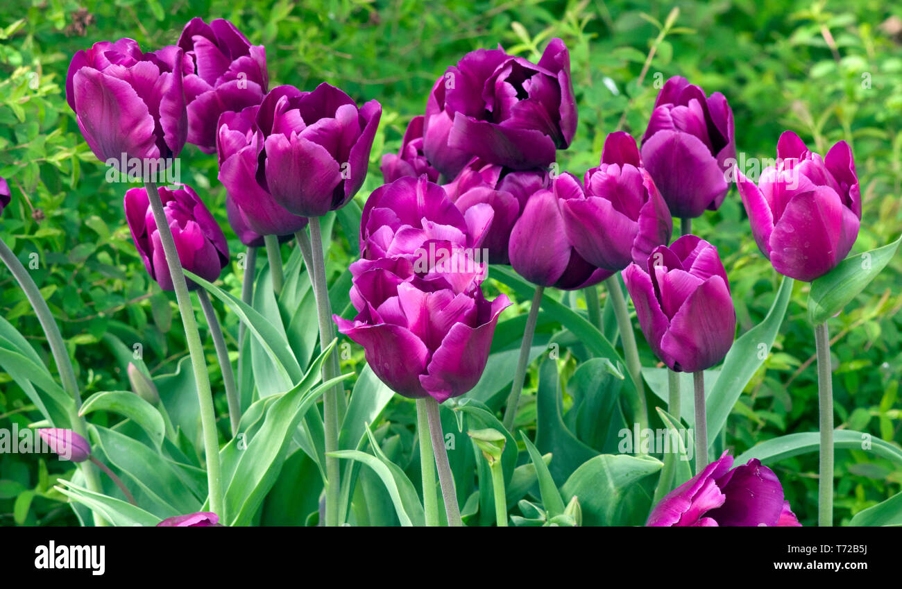 Tulip Purple Rain Stockfoto