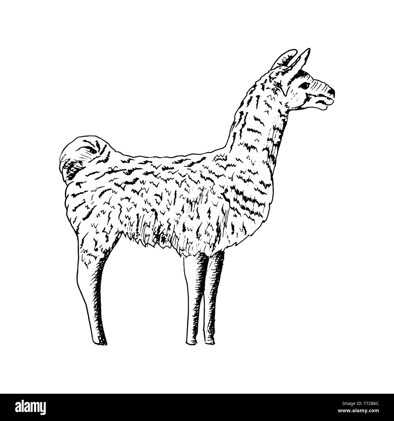 Lama, Cute Kugelschreiber Skizze Alpaka. realistische Lama animl. Ands, Südamerika. einfache Zeichnung, Hand gezeichnet Vector Illustration. Stock Vektor
