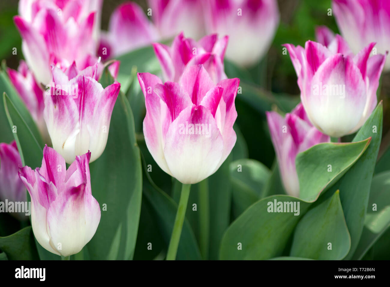 Tulip Whispering Dream Stockfoto